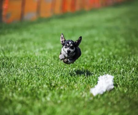 Veterinarian Recommended Solutions