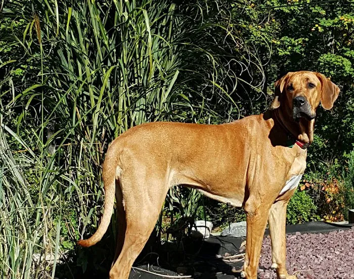 Veterinarian Recommended Solutions Picture 10