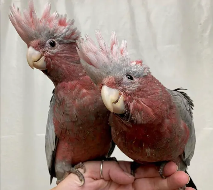 BirdsByUs Picture 5