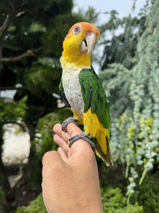BirdsByUs Picture 4