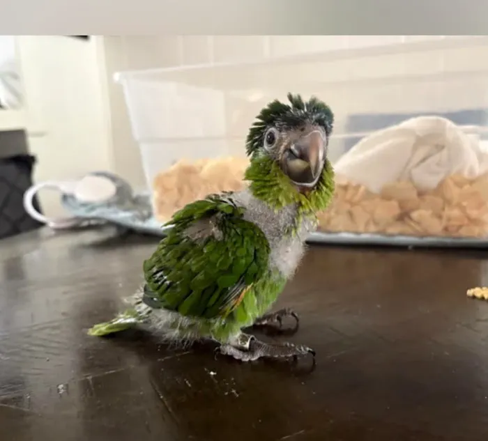 BirdsByUs Picture 6