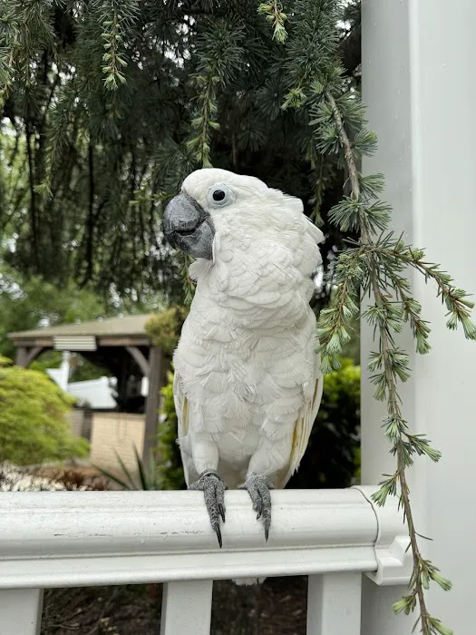 BirdsByUs Picture 8