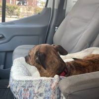 Bridgeport Veterinary Hospital Pet Resort & Spa ico