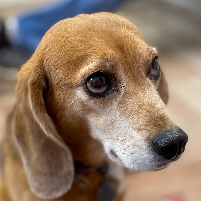 Bridgeport Veterinary Hospital Pet Resort & Spa Picture 6