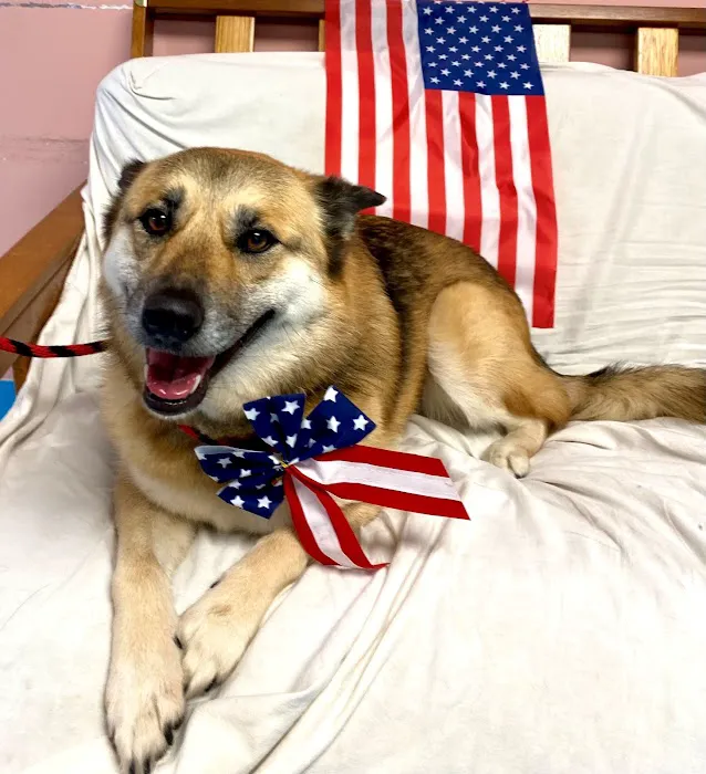 Bridgeport Veterinary Hospital Pet Resort & Spa Picture 10