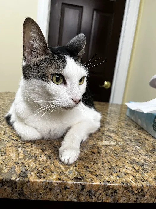 Cats Only Veterinary Hospital Picture 1