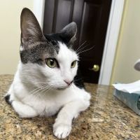 Cats Only Veterinary Hospital ico