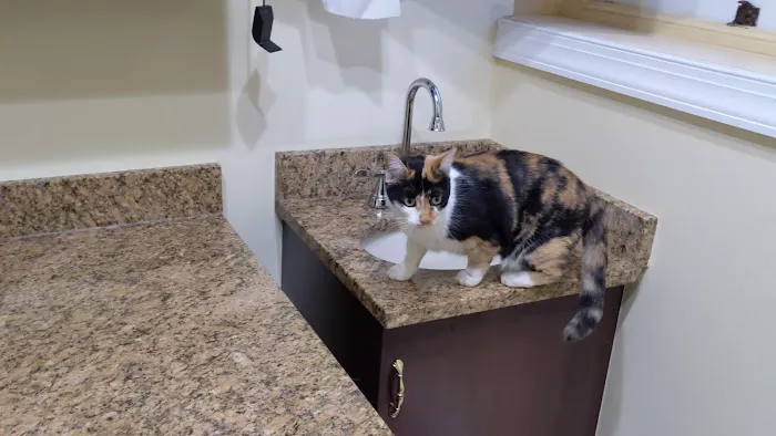 Cats Only Veterinary Hospital Picture 6