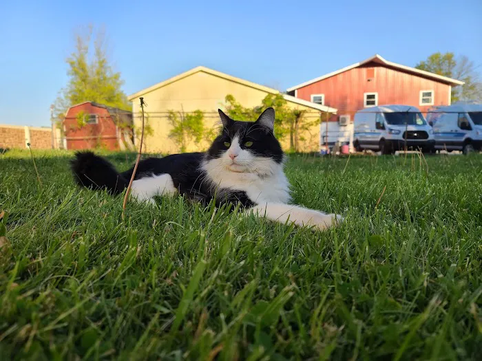 Cats Only Veterinary Hospital Picture 5