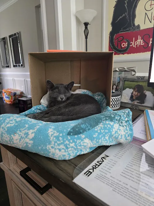 Cats Only Veterinary Hospital Picture 8