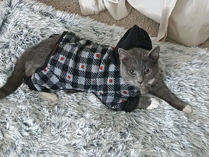Cats Only Veterinary Hospital Picture 9