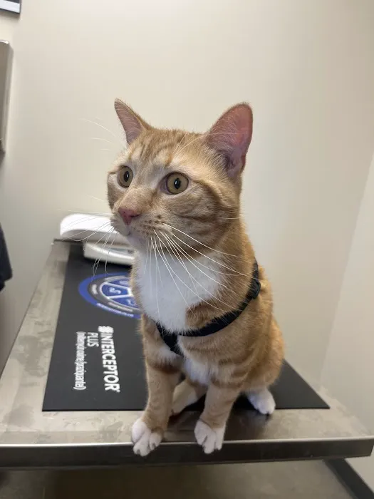 Vetco Total Care Animal Hospital Picture 2