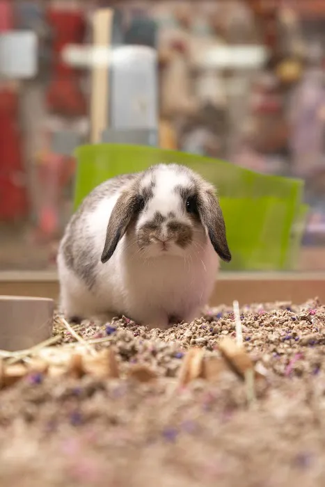 PetCenter Picture 1