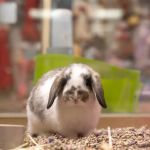 PetCenter