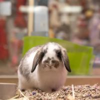 PetCenter ico