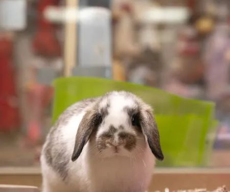 PetCenter