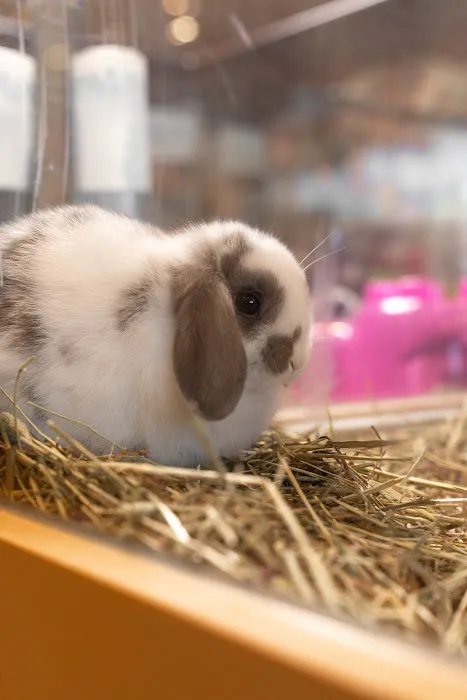 PetCenter Picture 6