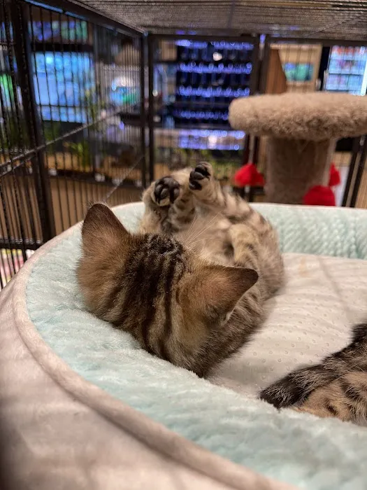 PetCenter Picture 8