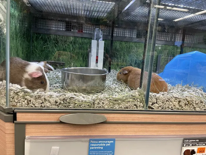 Petco Picture 8