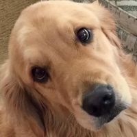 Bucks County Vets ico