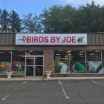 Birds By Joe