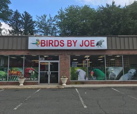 Birds By Joe