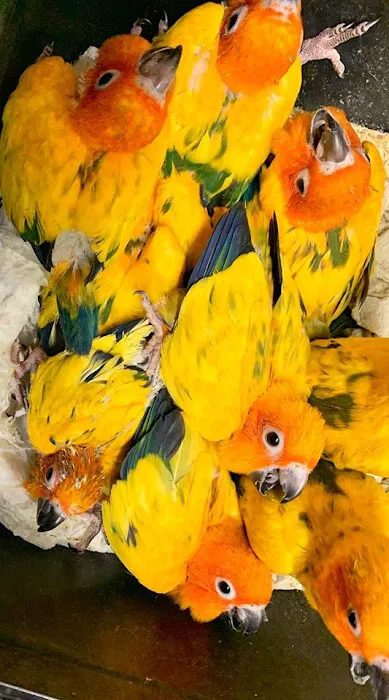 Birds By Joe Picture 2