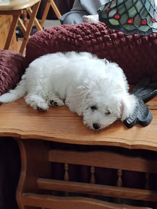 Select A Puppy, Inc. Picture 4