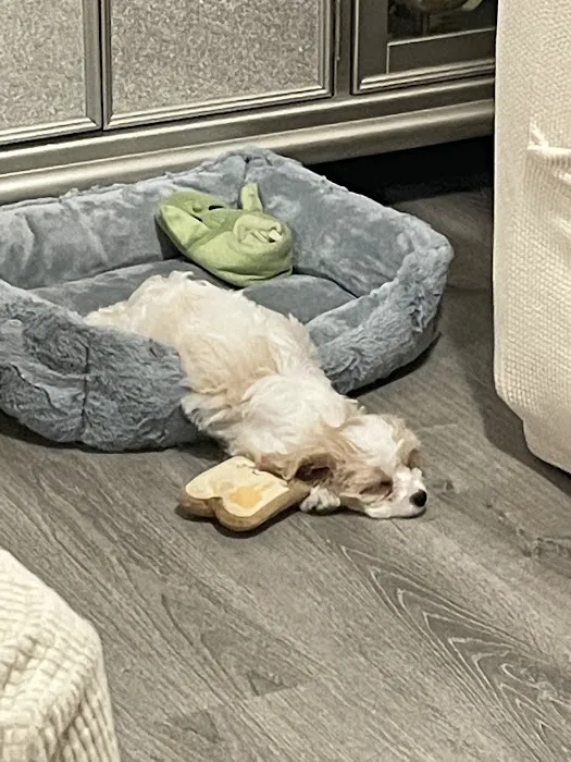 Select A Puppy, Inc. Picture 1