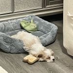 Select A Puppy, Inc.