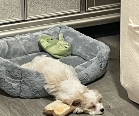 Select A Puppy, Inc.