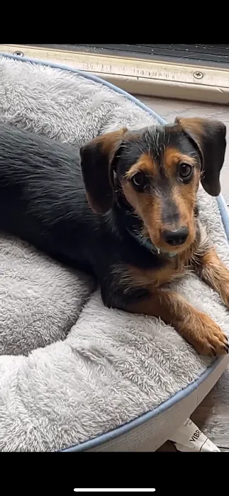 Select A Puppy, Inc. Picture 7