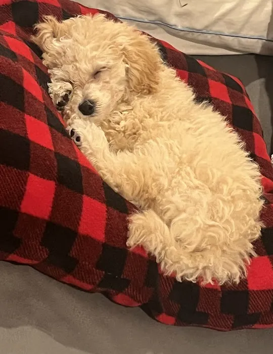 Select A Puppy, Inc. Picture 10