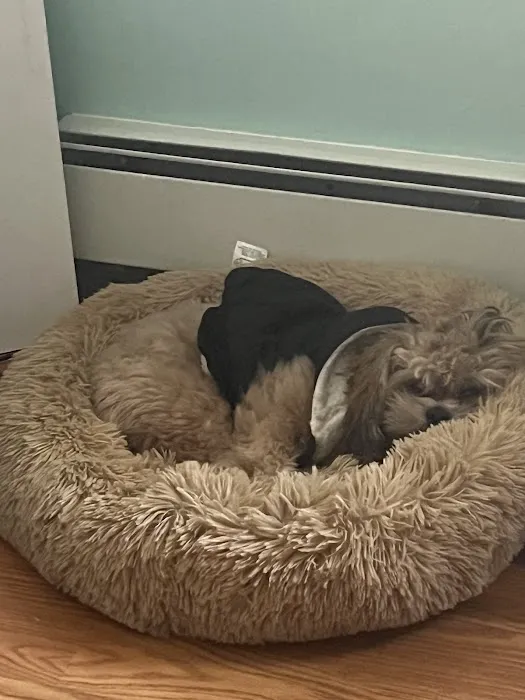 Select A Puppy, Inc. Picture 9