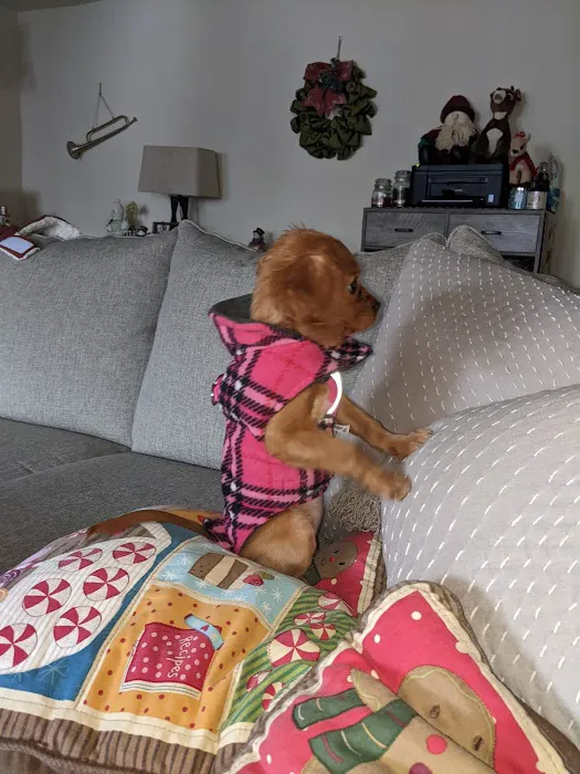 Select A Puppy, Inc. Picture 8