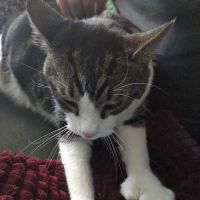 Animal Clinic of Warrington ico