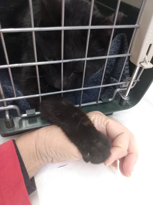 Animal Clinic of Warrington Picture 8