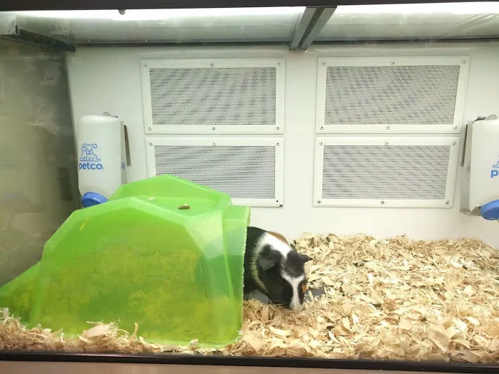 Petco Picture 3