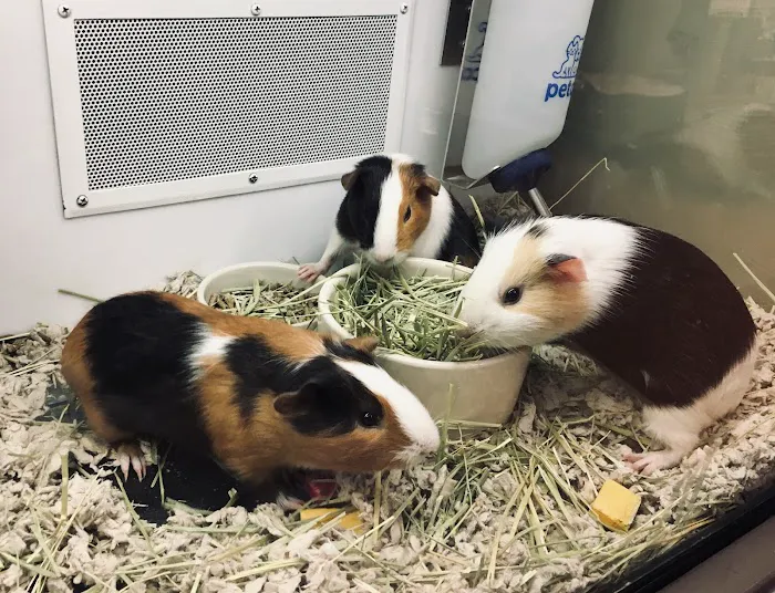 Petco Picture 9