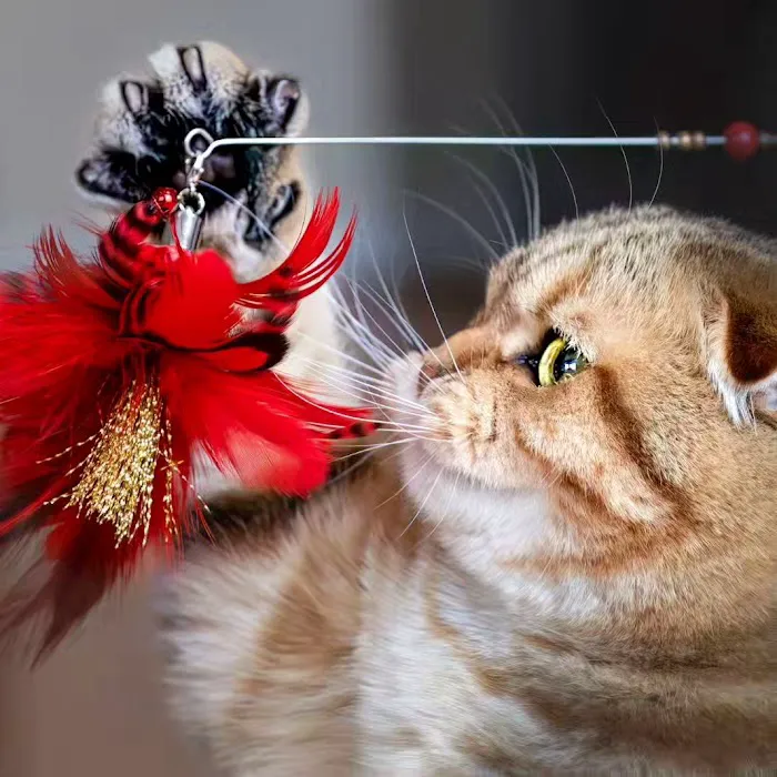 PurrfectlyFold Scottish Fold Cattery Picture 2