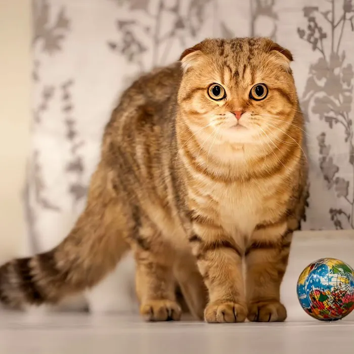 PurrfectlyFold Scottish Fold Cattery Picture 3