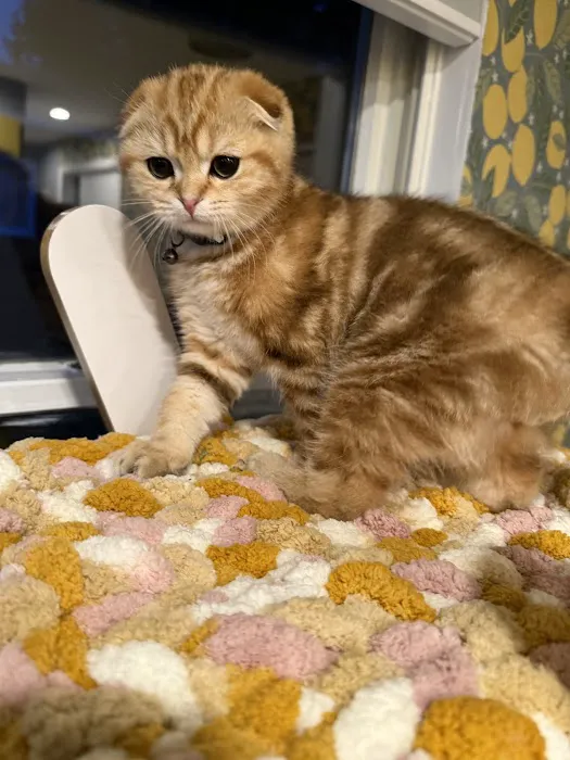 PurrfectlyFold Scottish Fold Cattery Picture 1