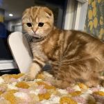 PurrfectlyFold Scottish Fold Cattery