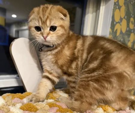 PurrfectlyFold Scottish Fold Cattery