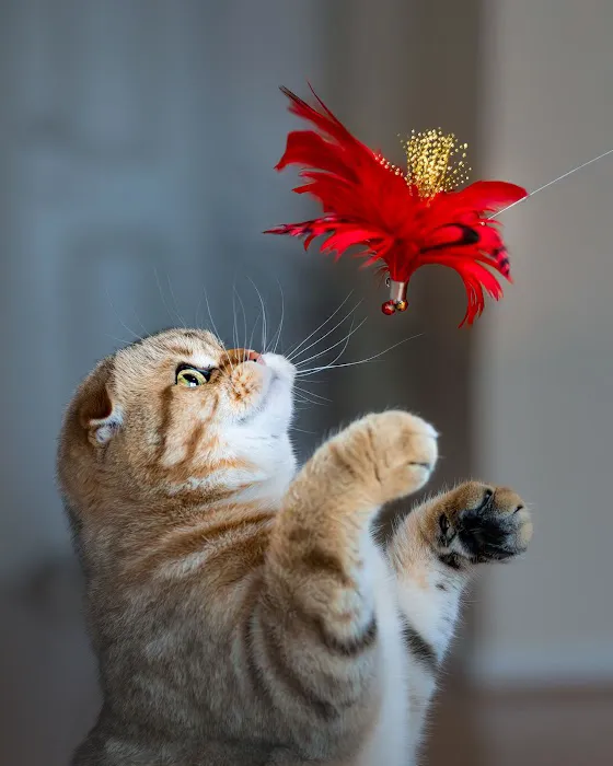 PurrfectlyFold Scottish Fold Cattery Picture 6