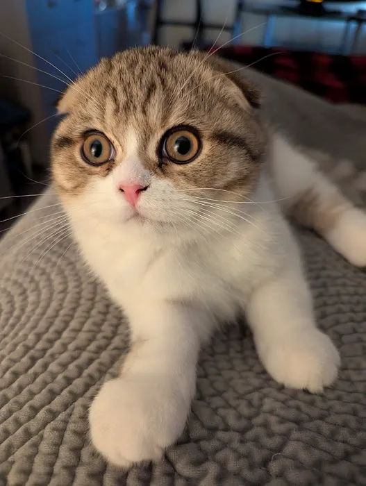 PurrfectlyFold Scottish Fold Cattery Picture 7