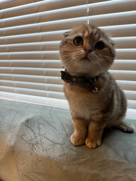 PurrfectlyFold Scottish Fold Cattery Picture 8