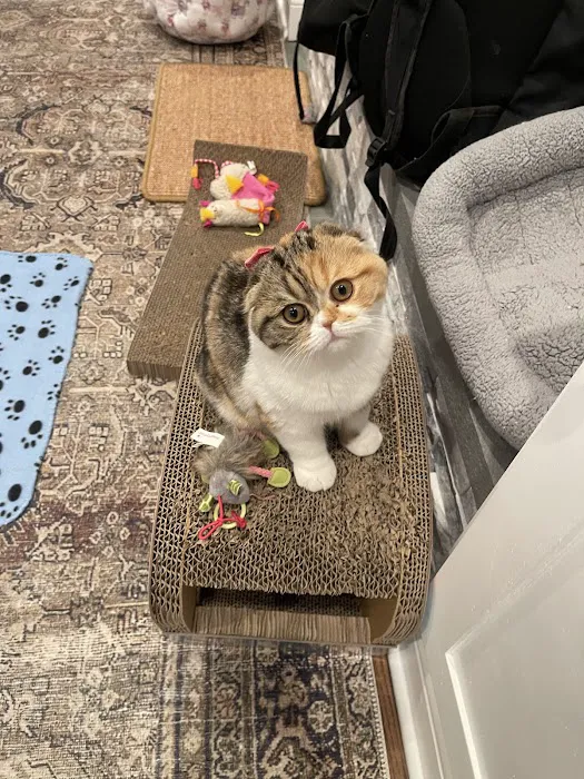 PurrfectlyFold Scottish Fold Cattery Picture 4