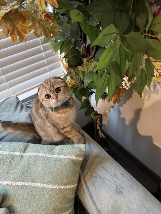 PurrfectlyFold Scottish Fold Cattery Picture 9