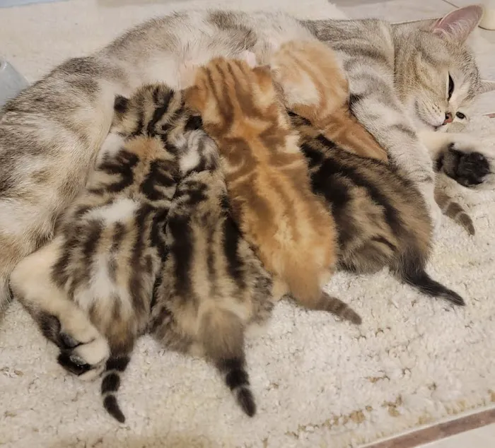 PurrfectlyFold Scottish Fold Cattery Picture 10